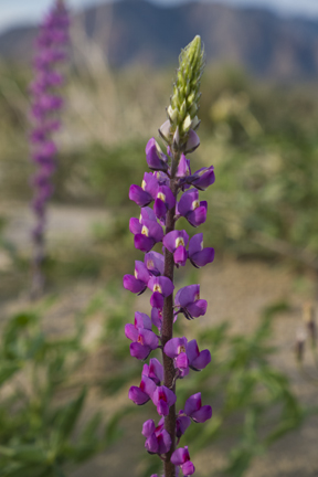 Anza Borrego